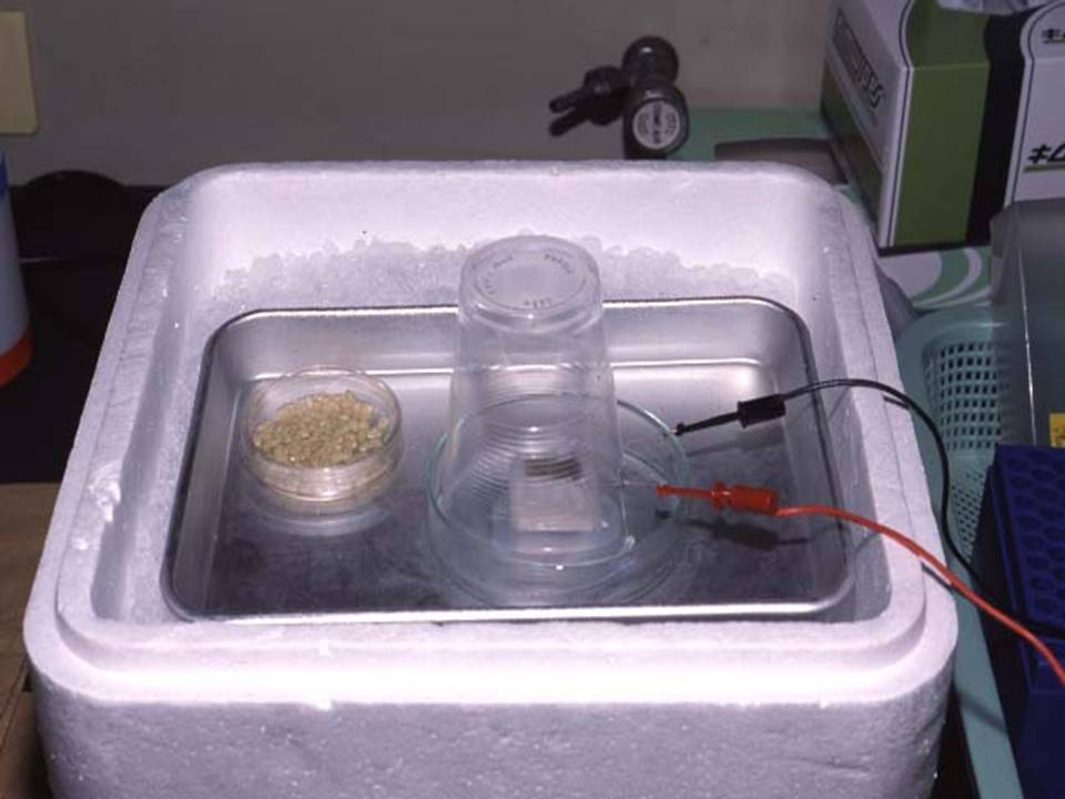 Electroporation on ice